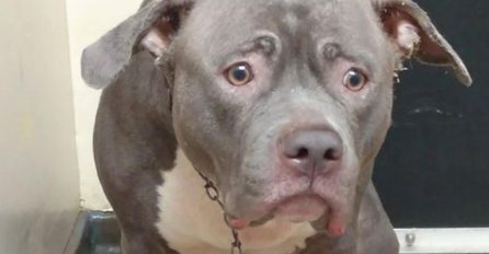 Znate li zašto vas KUĆNI LJUBIMAC PRATI U STOPU - NE MRDA OD VAS: Postoji bitan razlog, odmah obratite pažnju