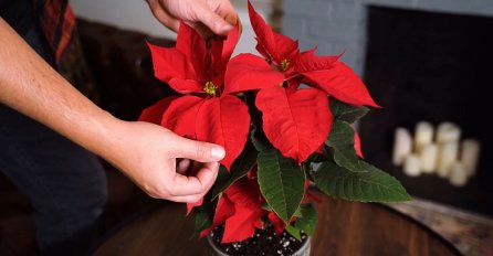 AKO ŽELITE DA VAM CVIJEĆE BUDE ZDRAVO: Dodajte po 1 kašiku ovog ZAČINA i gledajte šta će se desiti!