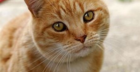 ZAŠTO MAČKA PRATI VLASNIKA U STOPU: Ako ide s vama čak i u WC, EVO ŠTA VAM PORUČUJUE