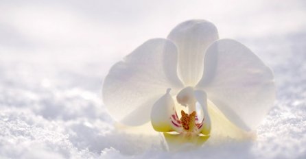 HOROSKOP DO KRAJA  SEDMICE, ASTROLOZI TVRDE - OVO SU 3 NAJSRETNIJA ZNAKA: Sve će vam ići od ruke, IMA SAMO 1 CAKA