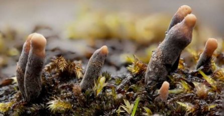 NI SLUČAJNO NE PRILAZITE: Evo šta trebate uraditi ako vam se ovo pojavi u dvorištu, OBAVEZNO PROČITAJTE UPUTE