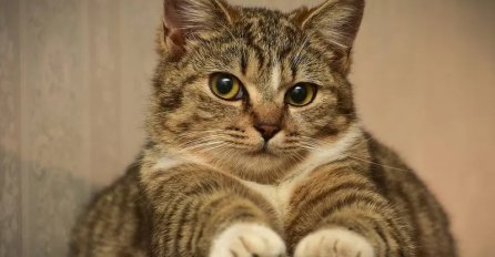 Znate li šta znači AKO VAS MAČKA UPORNO GLEDA U OČI I MJAUČE: Postoji  1 VAŽAN RAZLOG