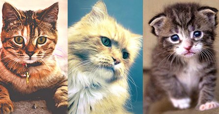 Izaberite macu koja vam je najslađa: EVO ŠTA TO GOVORI O VAŠEM ŽIVOTU - skoro svima je pogodilo!