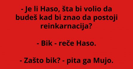 VIC DANA: Pita Mujo Hasu, šta bi volio...
