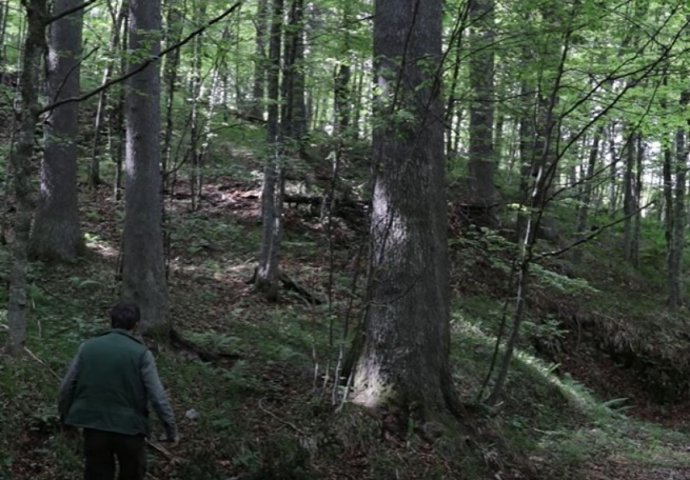 Tragedija u BiH: Na šumara palo drvo, poginuo na mjestu nesreće