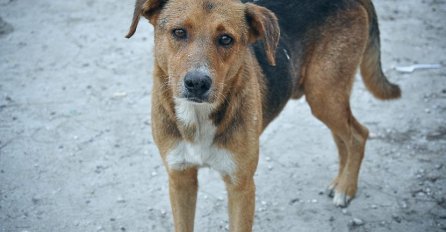 OVO UOPŠTE NIJE SLUČAJNO: Evo zašto vaš pas krivi glavu u jednu stranu kad mu se obraćate - POSTOJI BITAN RAZLOG!