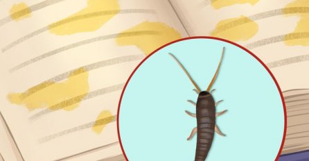 8 UPOZORAVAJUĆIH ZNAKOVA DA VAM SE BUBE NALAZE U KUĆI: Nekada ih ne vidimo, ovo su znakovi da SE KRIJU U DOMU