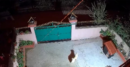 NADZORNA KAMERA SNIMILA ZASTRAŠUJUĆI TRENUTAK: Pas je lajao i pokušao pobjeći, no nije mu bilo spasa...