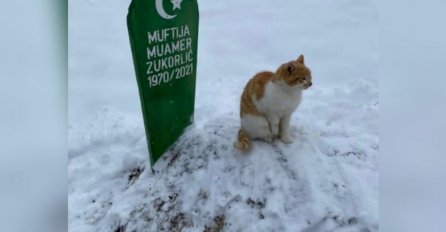 MUFTIJIN MAČAK I POSLIJE DVA MJESECA NE MRDA SA NJEGOVOG GROBA: Odanost promrzle životinje potresla cijeli region