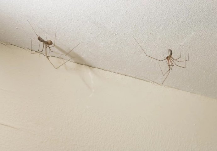 Evo zašto nikada ne biste trebali ubijati pauke u svom domu