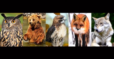 KOJA OD OVIH 5 JE VAŠA OMILJENA ŽIVOTINJA: Evo šta to govori o vama, morate ovo znati!