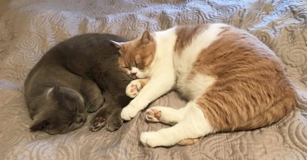 ZNATE LI ZAŠTO MAČKA UVIJEK SPAVA KOD VAŠIH NOGU: Razlog će vas iznenaditi, to znači samo jedno