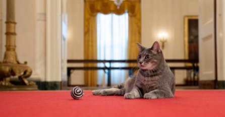 Prva mačka Sjedinjenih Američkim Država: Bidenovi udomili Willow