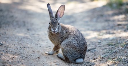 Vic dana: Zeko i parking