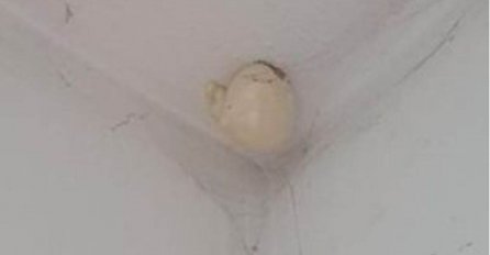 ŽENA SE ZGROZILA KAD JE UGLEDALA OVO BIZARNO "JAJE" NA PLAFONU: A onda je dobila upozorenje - NE DIRAJ GA, EVO ŠTA JE TO