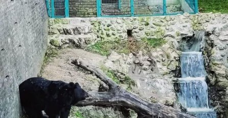 Medvjed UROŠ danas je izašao iz pećine i nije vidio svoju sjenku! Evo šta to znači I KOLIKO ĆE JOŠ TRAJATI ZIMA