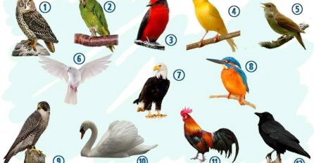 U KOJEM MJESECU STE ROĐENI? KOJA JE VAŠA PTICA MJESECA ROĐENJA? Odaberite broj i saznajte nešto važno!