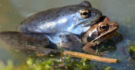 Traži se plava žaba u BiH – pronalazaču novčana nagrada