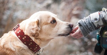 NIJE SAMO ISKAZIVANJE LJUBAVI: Evo zašto vas psi ližu - stručnjak otkrio četiri stvari koje nam oni time žele poručiti