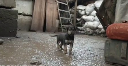 Psić s prve linije obrane: Maleni Rambo štiti ukrajinske vojnike (VIDEO)