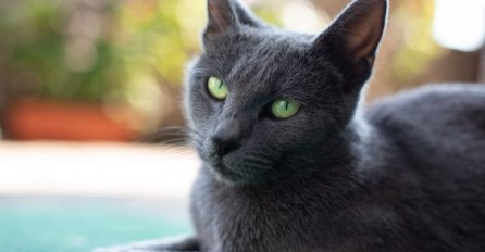 I mačke trpe: Sankcije uvedene i za ruske mačke