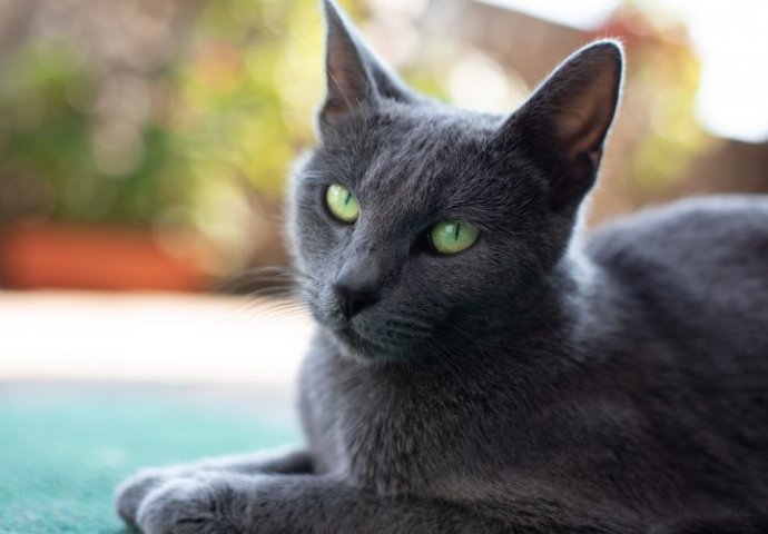 I mačke trpe: Sankcije uvedene i za ruske mačke