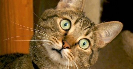 ŠTA ZNAČI AKO VAS MAČKA GLEDA U OČI I NE TREPĆE: Dobro se pazite, evo šta vam tako poručuje
