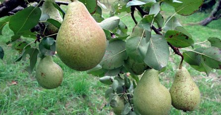 Evo šta se događa vašem tijelu ako skoro svaki dan jedete kruške