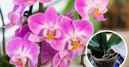 POSADITE OVE BILJKE I PARE ĆE VAM DOLAZITI SAME: Privlače sreću i bogatstvo kao lude, a evo i kako se pravilno održavaju