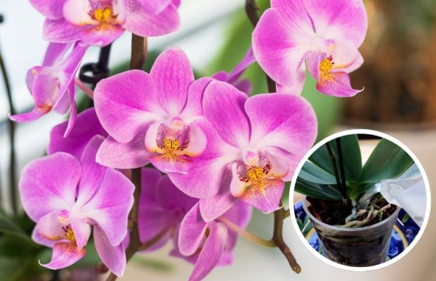 kako-da-orhideja-dugo-i-obilno-cveta-2120873369