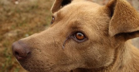 Znate li ZAŠTO PSI UVIJEK BULJE U SVOJE VLASNIKE: Evo šta znači ako uporno gleda u vas i ne trepće - NIJE DOBRO