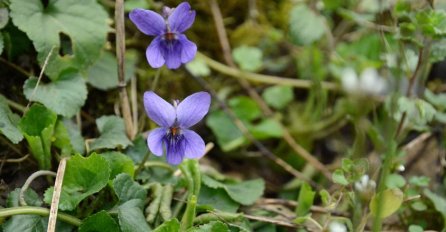 DREVNO NARODNO VJEROVANJE O PROLJEĆU: Evo zašto bi trebalo da POJEDETE prvu ljubičicu ove godine!
