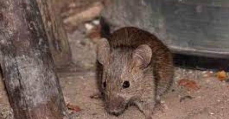 KAKO DA SE RIJEŠITE MIŠEVA IZ KUĆE I DVORIŠTA: Ovako ćete ih odbiti zauvijek 