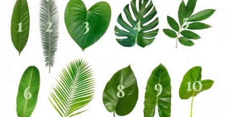 IZABERITE LIST SREĆE SA SLIKE I ZAMISLITE ŽELJU: Odgovor otkriva da li će vam se želja ispuniti u BUDUĆNOSTI