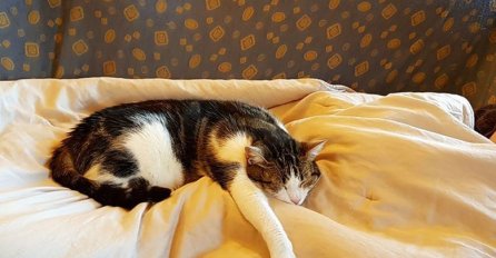 ZNATE LI ZAŠTO VAŠA MAČKA HRČE DOK SPAVA: Obratite pažnju, evo šta vam to govori