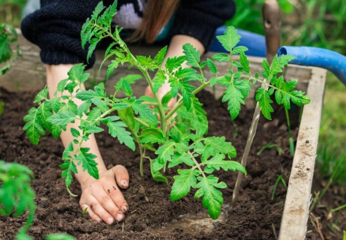 PROFESIONALNI BAŠTOVANI OVAKO SADE PARADAJZ: Rađa kao lud, otporan je na bolesti i dobro podnosi sušu