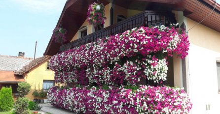 INFUZIJA ZA CVIJEĆE: Oporavlja, pospješuje rast biljaka, a pravi se od samo 2 sastojka! CVJETAT ĆE KAO LUDO(RECEPT)