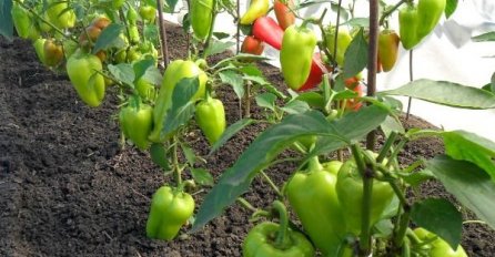 AKO ŽELITE DA PAPRIKE RAĐAJU KAO NA JUGU: Uz njih posadite i OVE BILJKE - urod će biti NIKAD VEĆI 