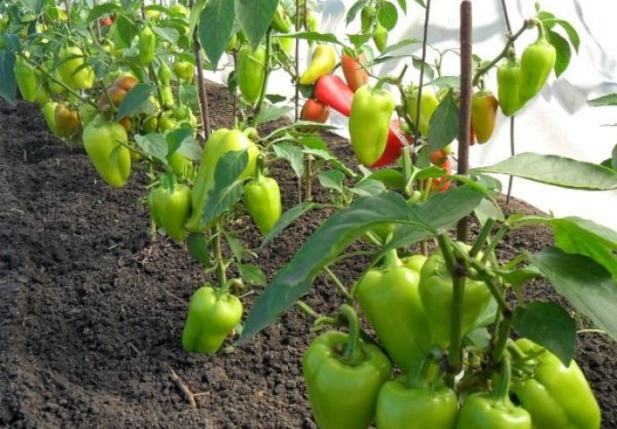 AKO ŽELITE DA PAPRIKE RAĐAJU KAO NA JUGU: Uz njih posadite i OVE BILJKE - urod će biti NIKAD VEĆI 