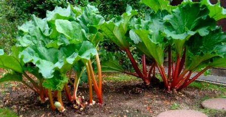 OVA BILJKA ĆUVA SRCE, REGULIŠE PRITISAK ŠEĆER I HOLESTEROL: Kardiolozi je zovu ČUDOM OD BILJKE - evo kako se koristi