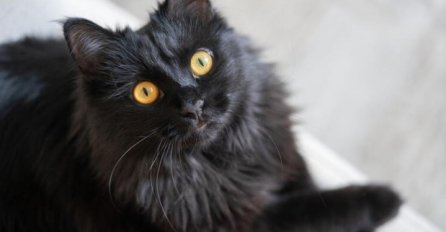 SVI VJERUJU U MIT DA CRNE MAČKE SIJU NESREĆU, A OVO JE ISTINA: Evo zašto ih nikako ne smijete tjerati sa kućnog praga