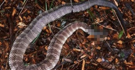 ŠTA JE ZMIJA ČUVARKUĆA I ZAŠTO NIKAKO NE SMIJETE DA JE UBIJETE: Ako je vidite, ne dirajte je