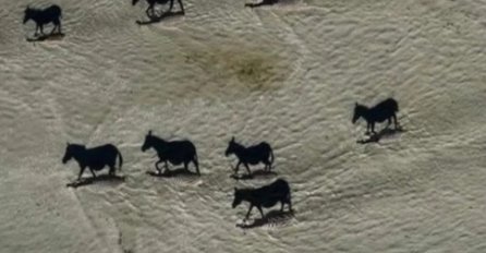 ŠTA JE ČUDNO NA OVOJ SLICI: Ako vidite crne konje, bolje da odmah provjerite dioptriju