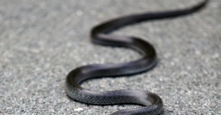 SANJALI STE ZMIJU? OVAJ SAN JE UPOZORONJE ZA VAS: To znači da imamo...