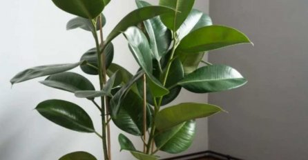 Fikus treba da stoji samo na ovom mjestu: Drevno pravilo za privlačenje nepresušnog bogatstva