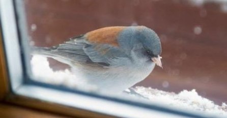 ZNATE LI ŠTA ZNAČI AKO VAM PTICA UDARI U PROZOR: Odgovor vam se neće svidjeti
