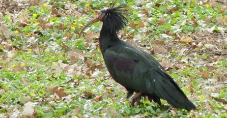 Rijetka vrsta ptice boravi u BiH: "Niko ne zna odakle je došla"