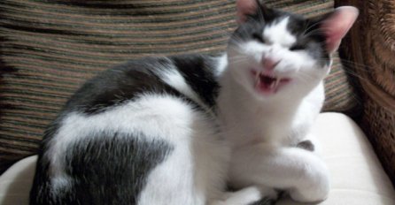 AKO MAČKA KIHNE U VAŠEM PRAVCU TO ZNAČI SAMO JEDNO: Evo šta vam najavljuje 