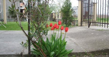 OVA TRI CVIJETA SVAKA PORODICA TREBA DA IMA ZA USKRS: Nagovještavaju sreću i mir tokom cijele godine