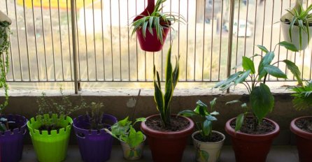 OVE 2 BILJKE SU ČUDOTVORNE, PRIVLAČE NOVAC U KUĆU: Veoma jednostavno se njeguju, a izgledaju predivno! (FOTO)